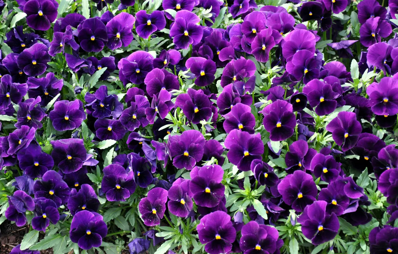Фото обои цветы, фиолетовые, анютины глазки, клумба