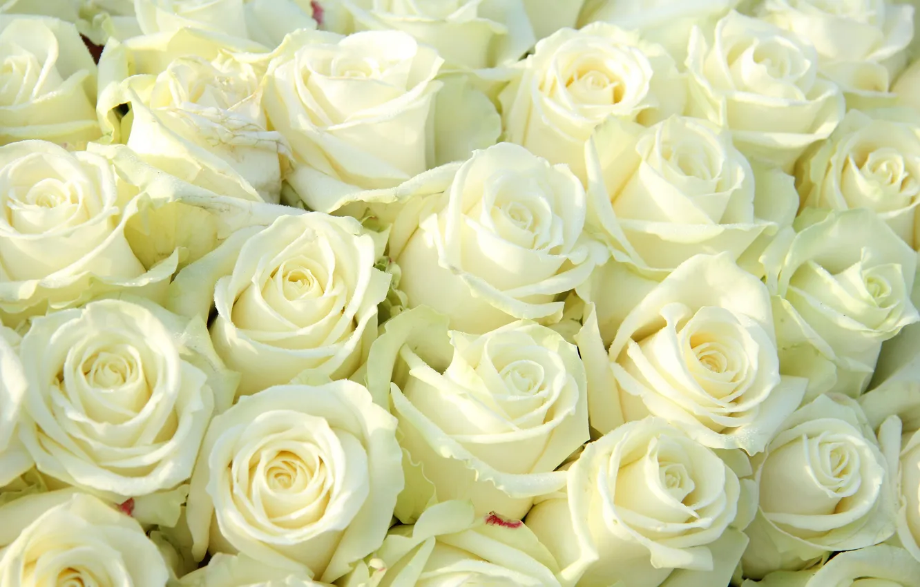Фото обои цветы, букет, белые розы
