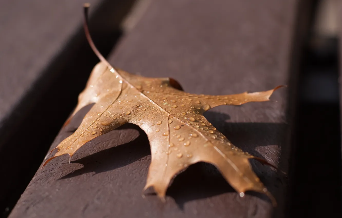 Фото обои осень, макро, лист, роса