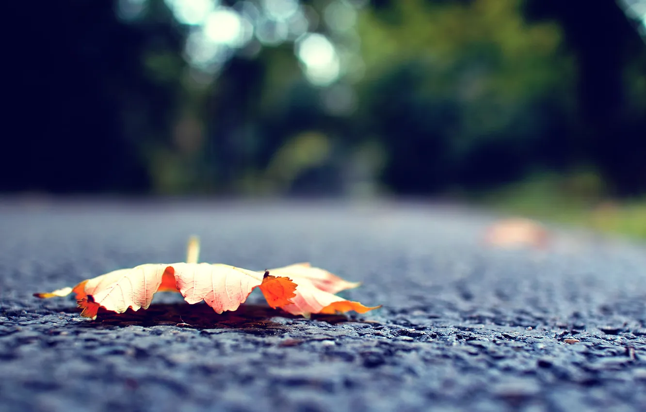 Фото обои осень, макро, сухой, листик, асфальт. дорога