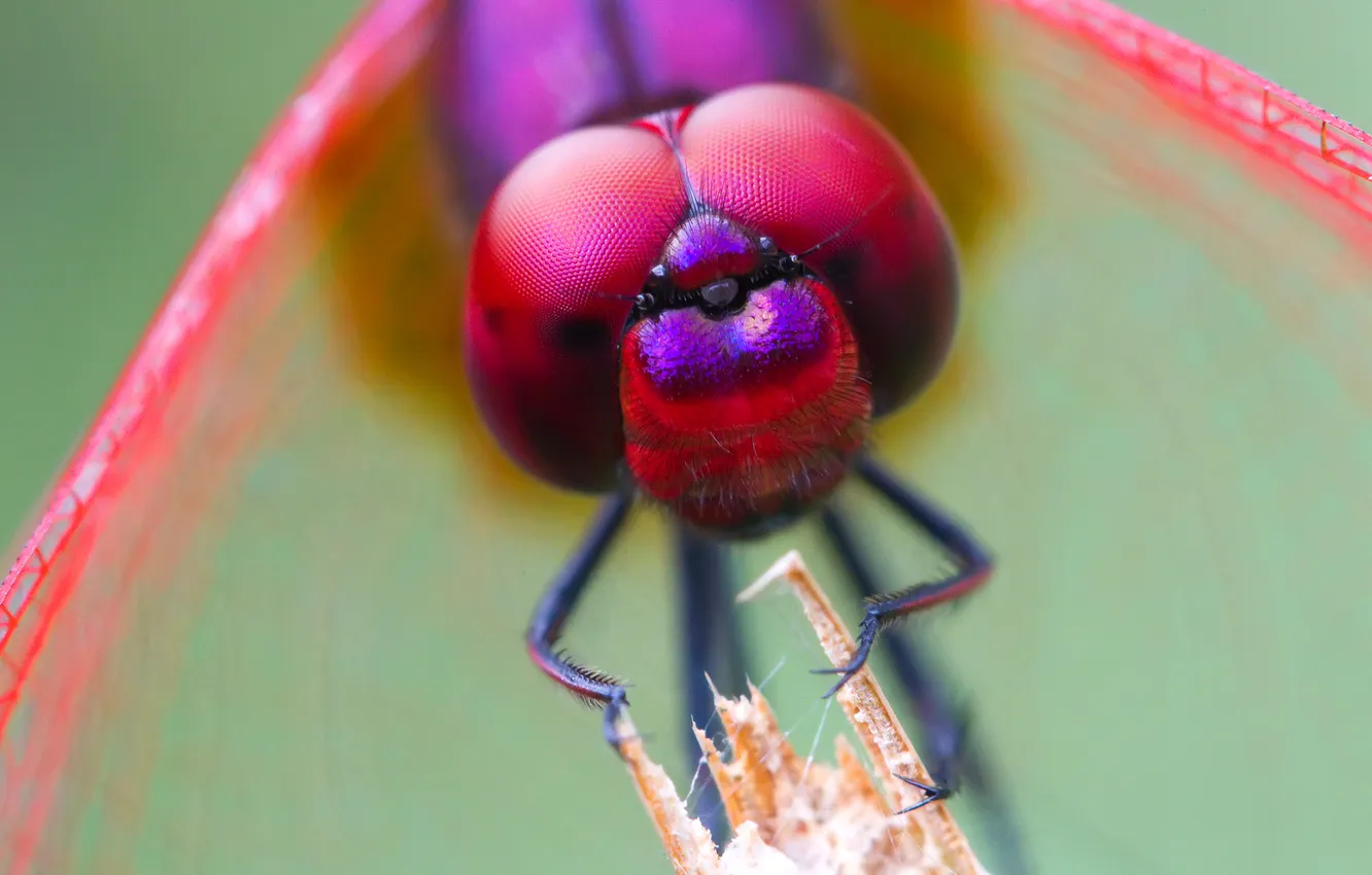 Фото обои глаза, муха, голова, насекомое