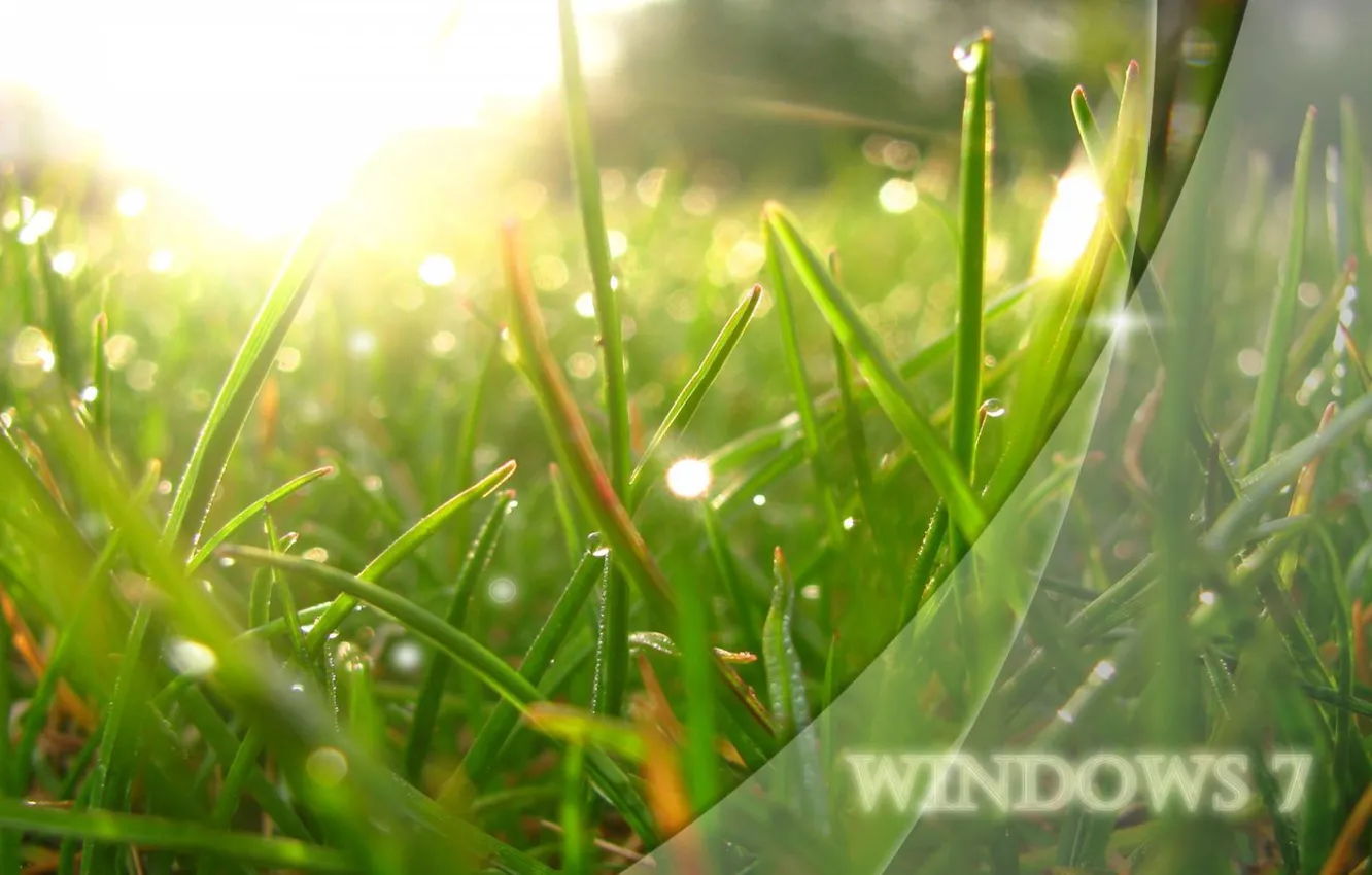 Фото обои трава, солнце, свет, роса, green, system