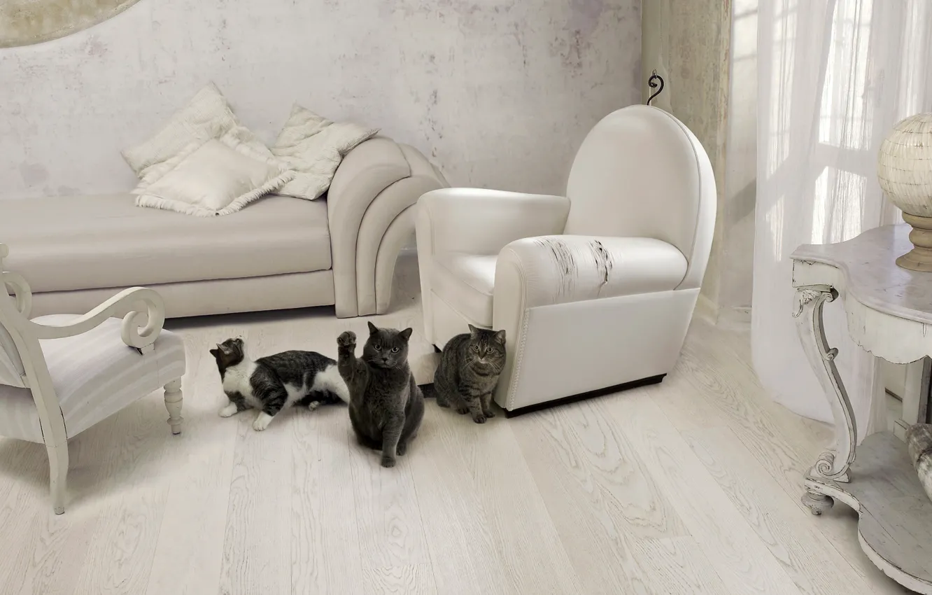 Фото обои кошка, кот, мебель