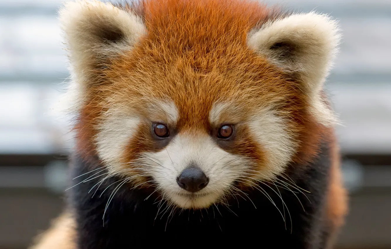 Фото обои морда, красная панда, firefox, малая панда