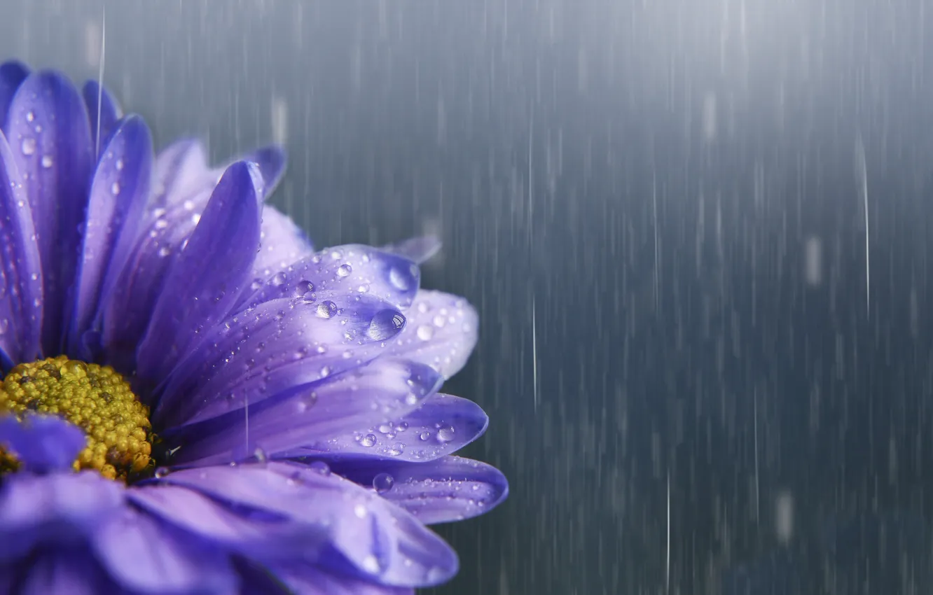 Фото обои цветок, капли, дождь, сиреневый, астра