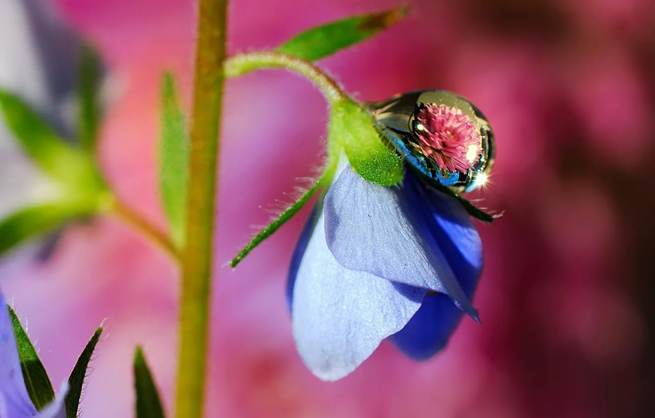 Фото обои макро, цветы, синий, роса, капля