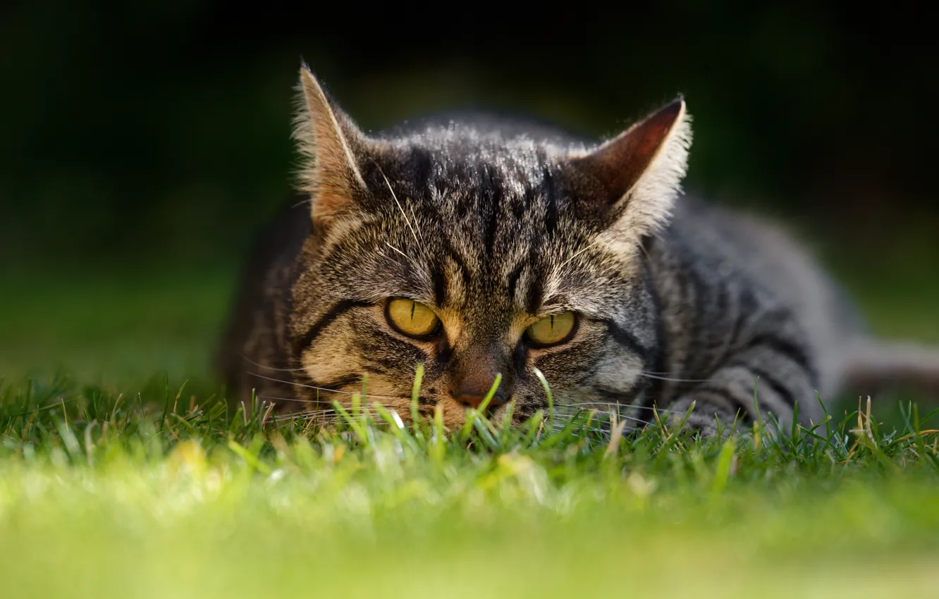 Фото обои кошка, трава, кот, взгляд, мордочка