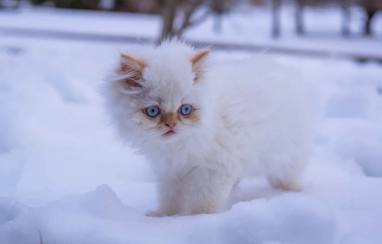 Фото обои зима, белый, снег, пушистый, котёнок, голубые глаза
