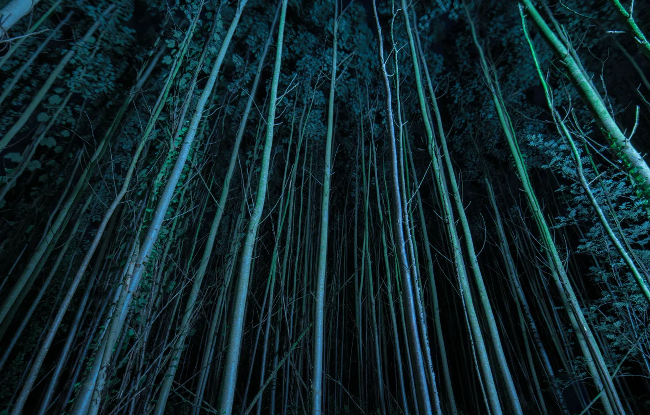 Фото обои лес, деревья, ночь