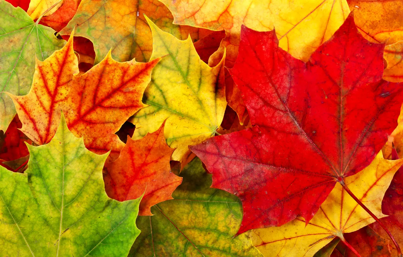 Фото обои осень, листья, листва, желтые, зеленые, красные, оранжевые, опавшие
