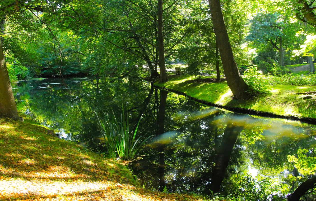Фото обои green, trees, water, park, pond