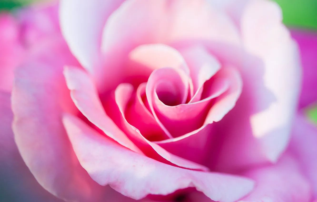 Фото обои цветы, розы, розовое
