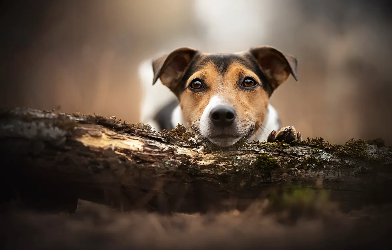 Фото обои взгляд, друг, собака