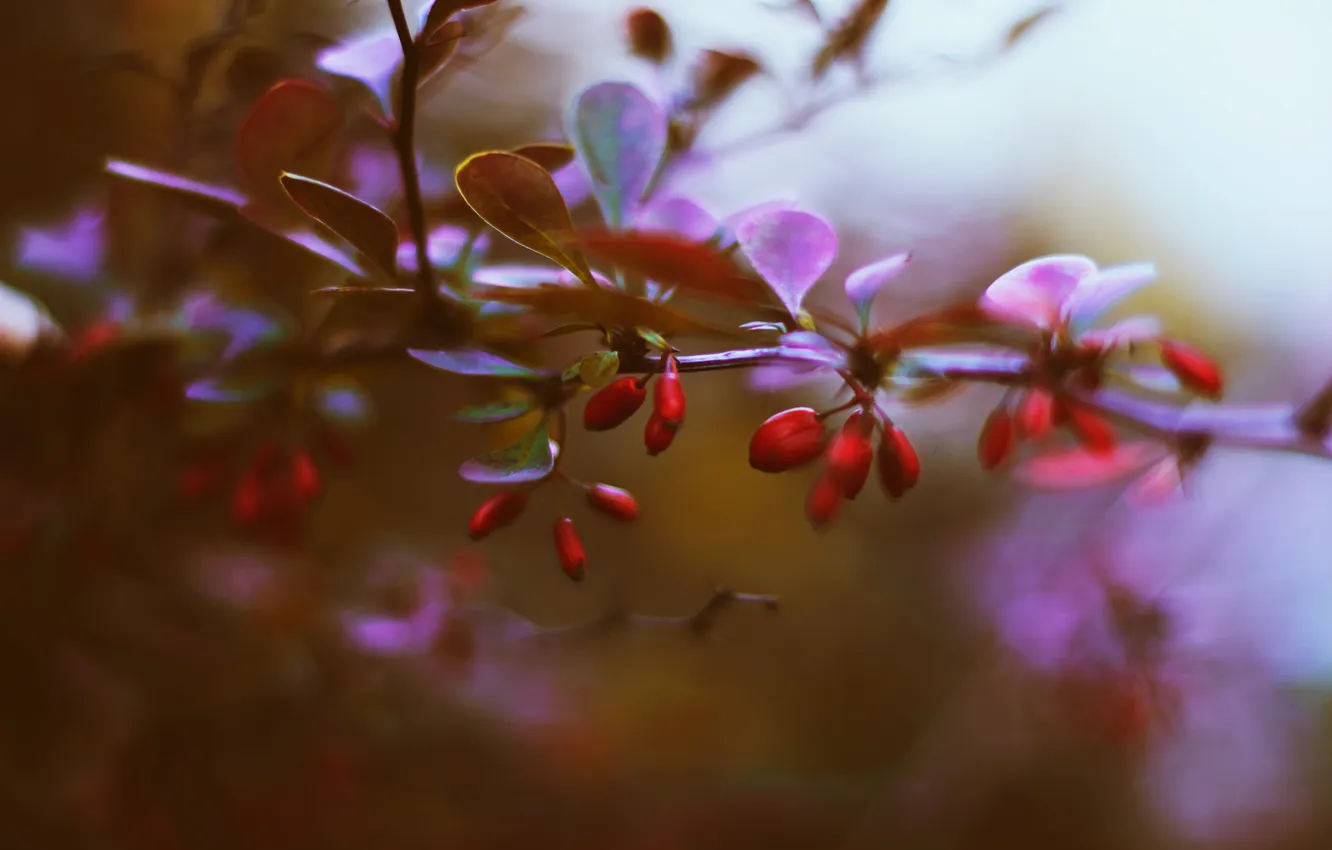 Фото обои листья, ягоды, ветка, барбарис