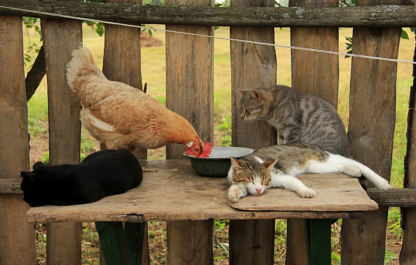 Фото обои кошки, забор, курица