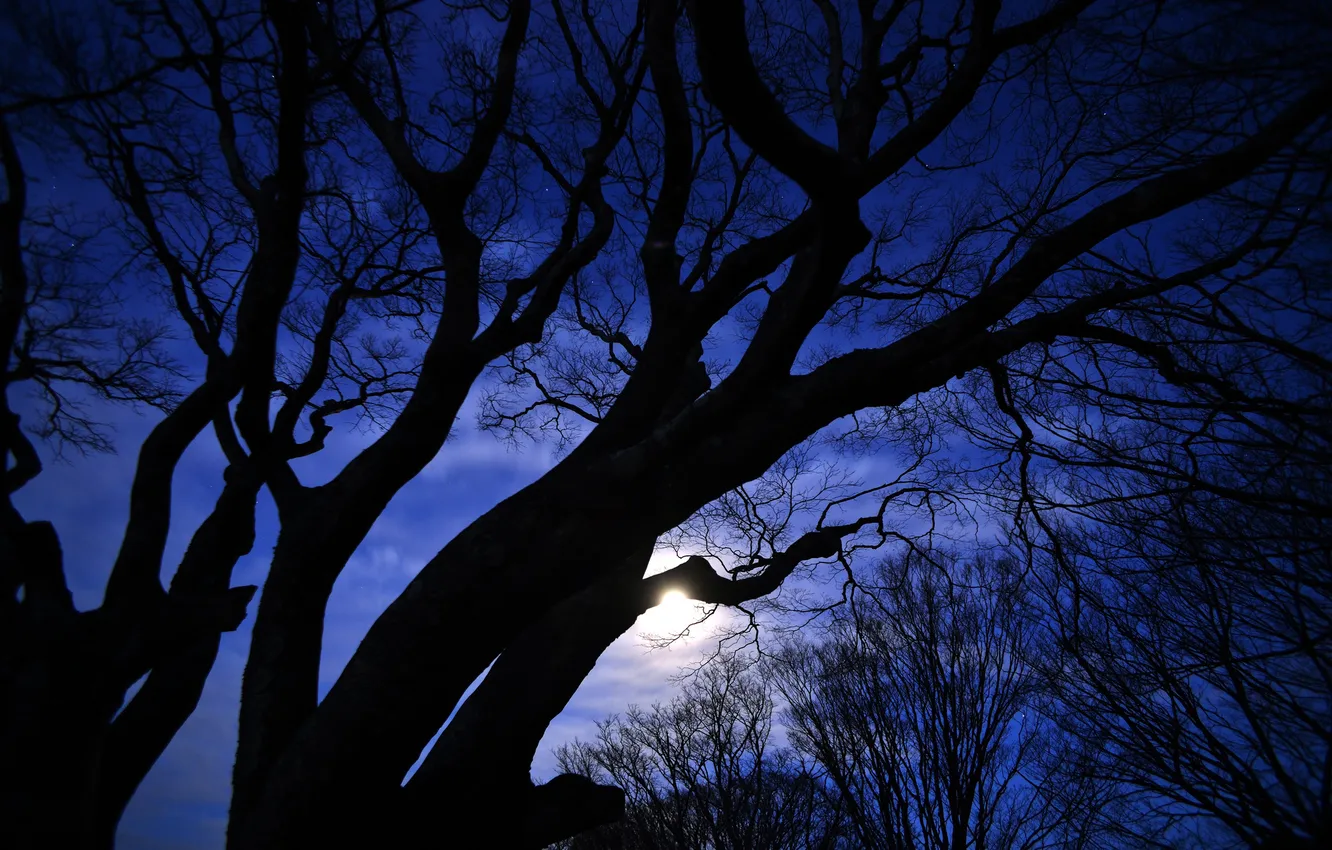 Фото обои звезды, деревья, ночь, луна, силуэты