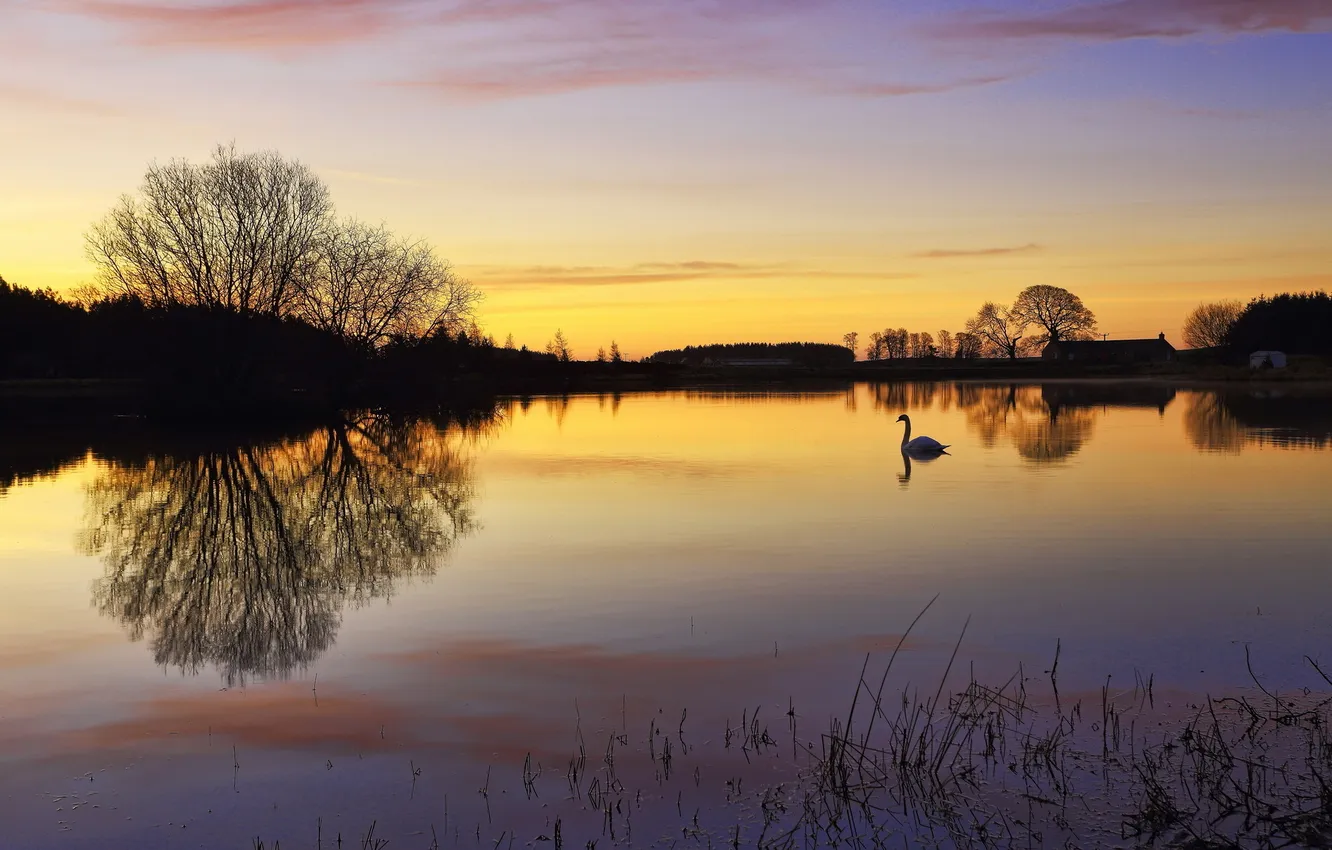Фото обои закат, озеро, лебедь