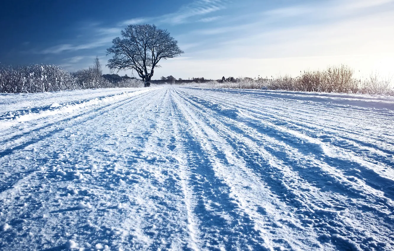 Фото обои зима, дорога, трава, снег, дерево, солнечно