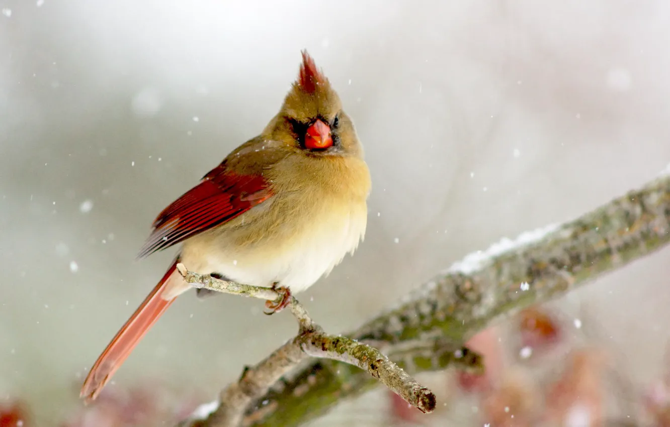 Фото обои зима, птица, ветка, bird, Lady, Cardinal, Кардинал