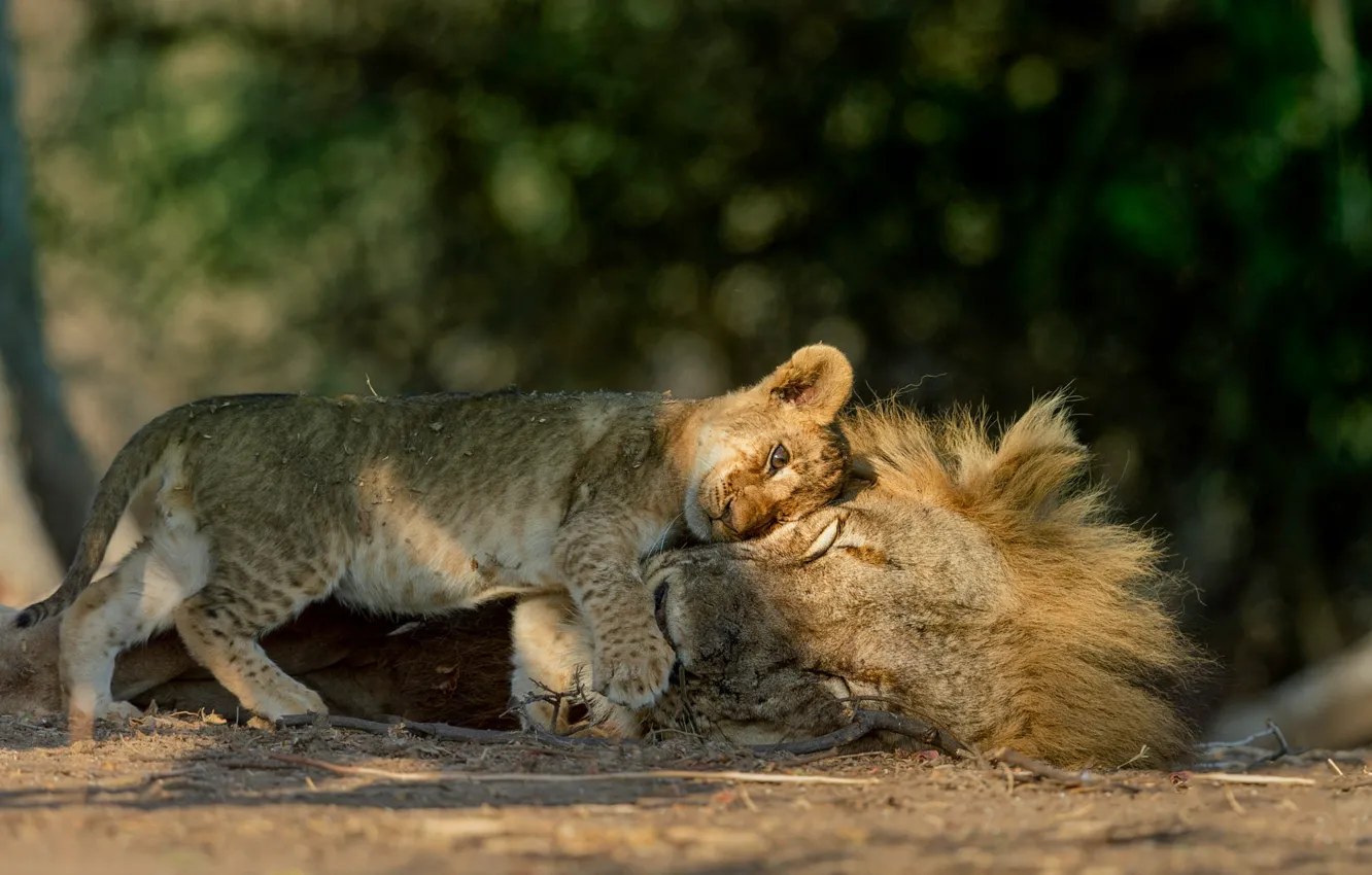 Фото обои лев, отец, детёныш, львёнок, сын