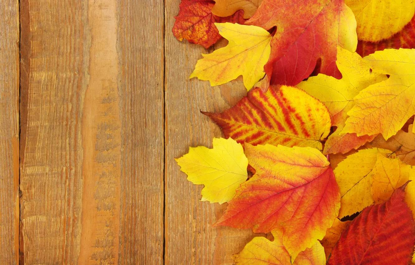 Фото обои осень, листья, фон, доски, colorful, клен, wood, background