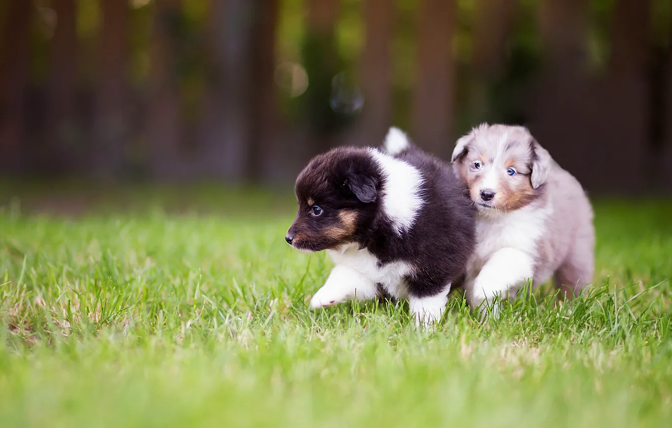 Фото обои собаки, трава, природа, поляна, щенки, пара, маленькие, прогулка