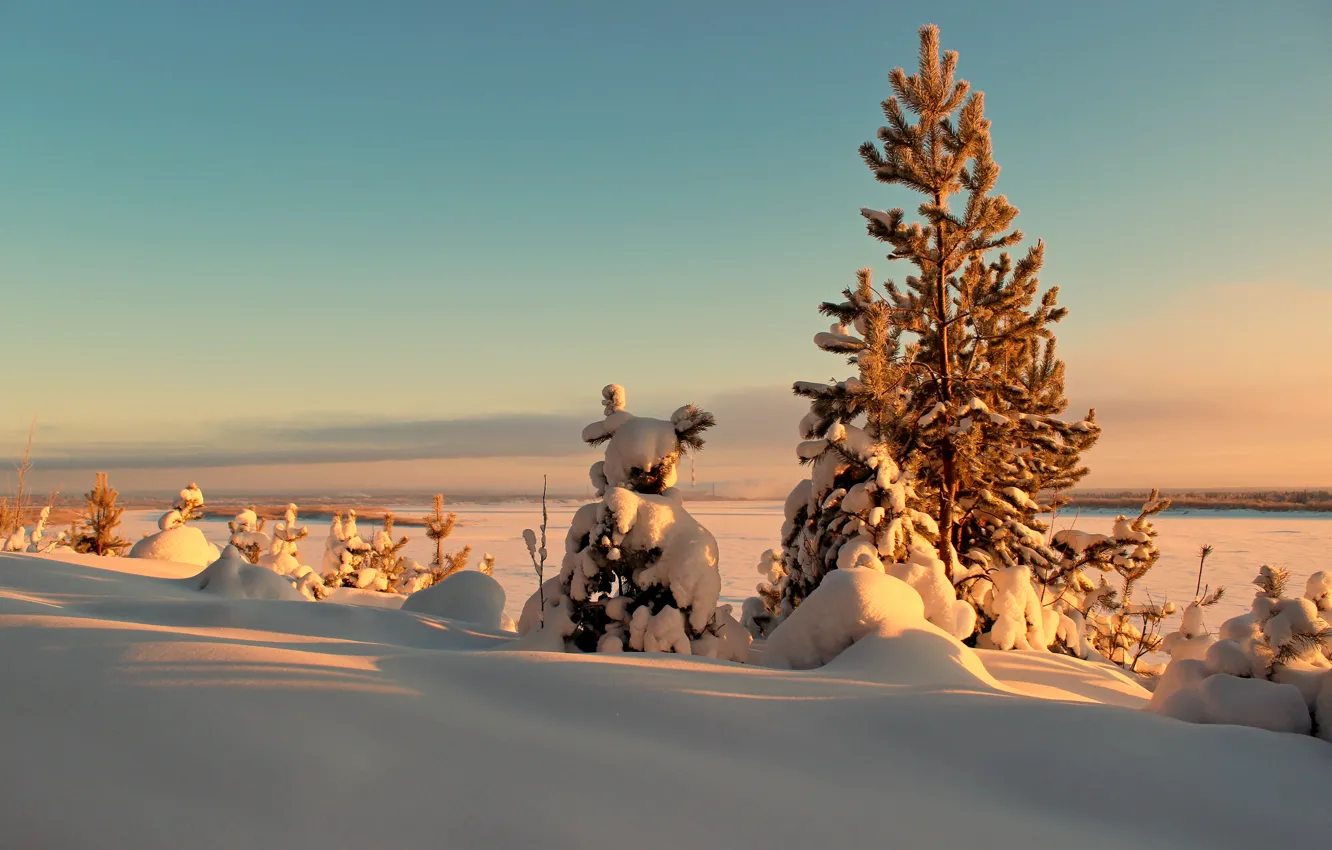 Фото обои зима, солнце, снег, деревья, пейзаж, закат, ели, сугроб