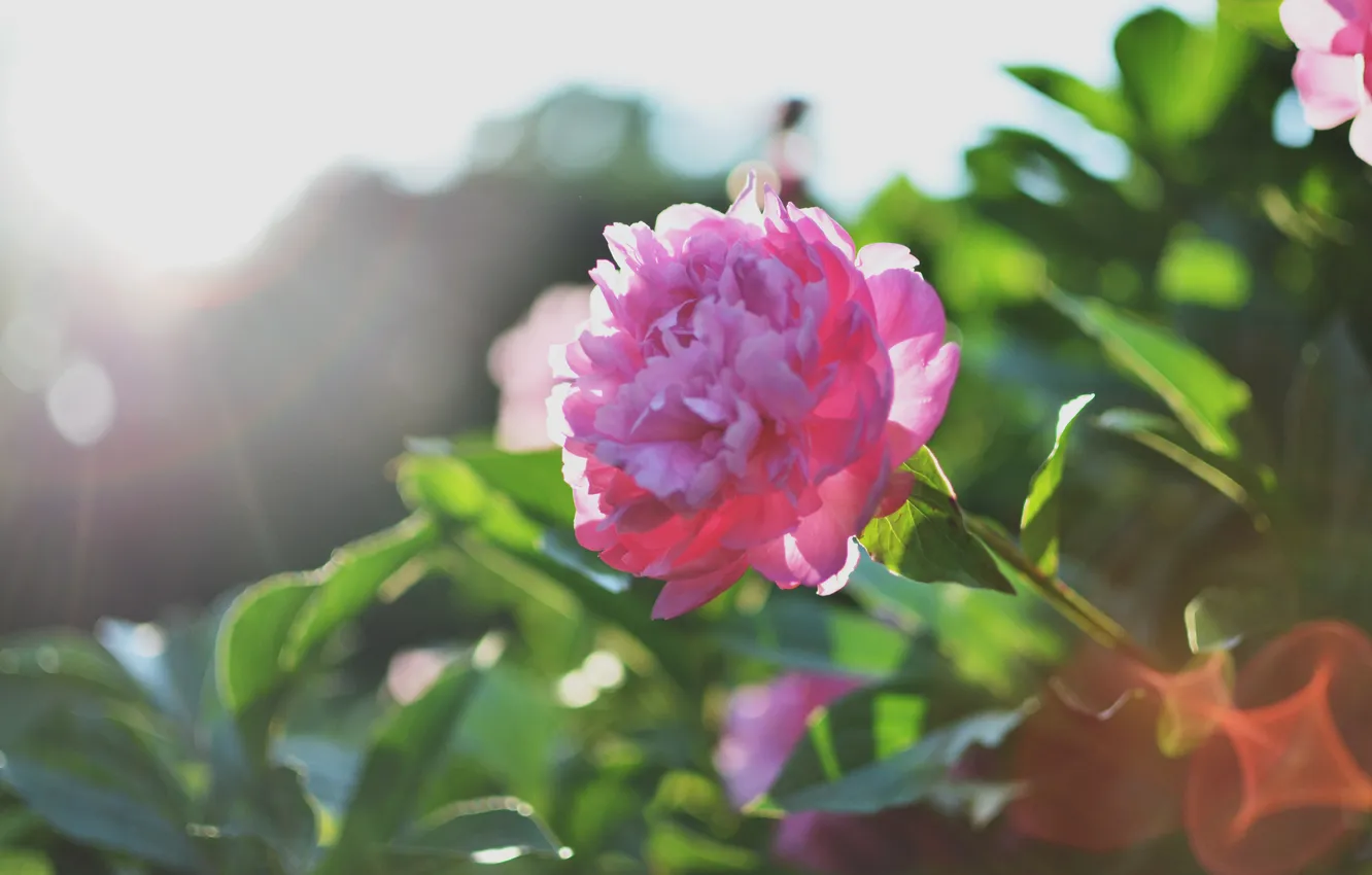 Фото обои цветок, лепестки, розовые, пион
