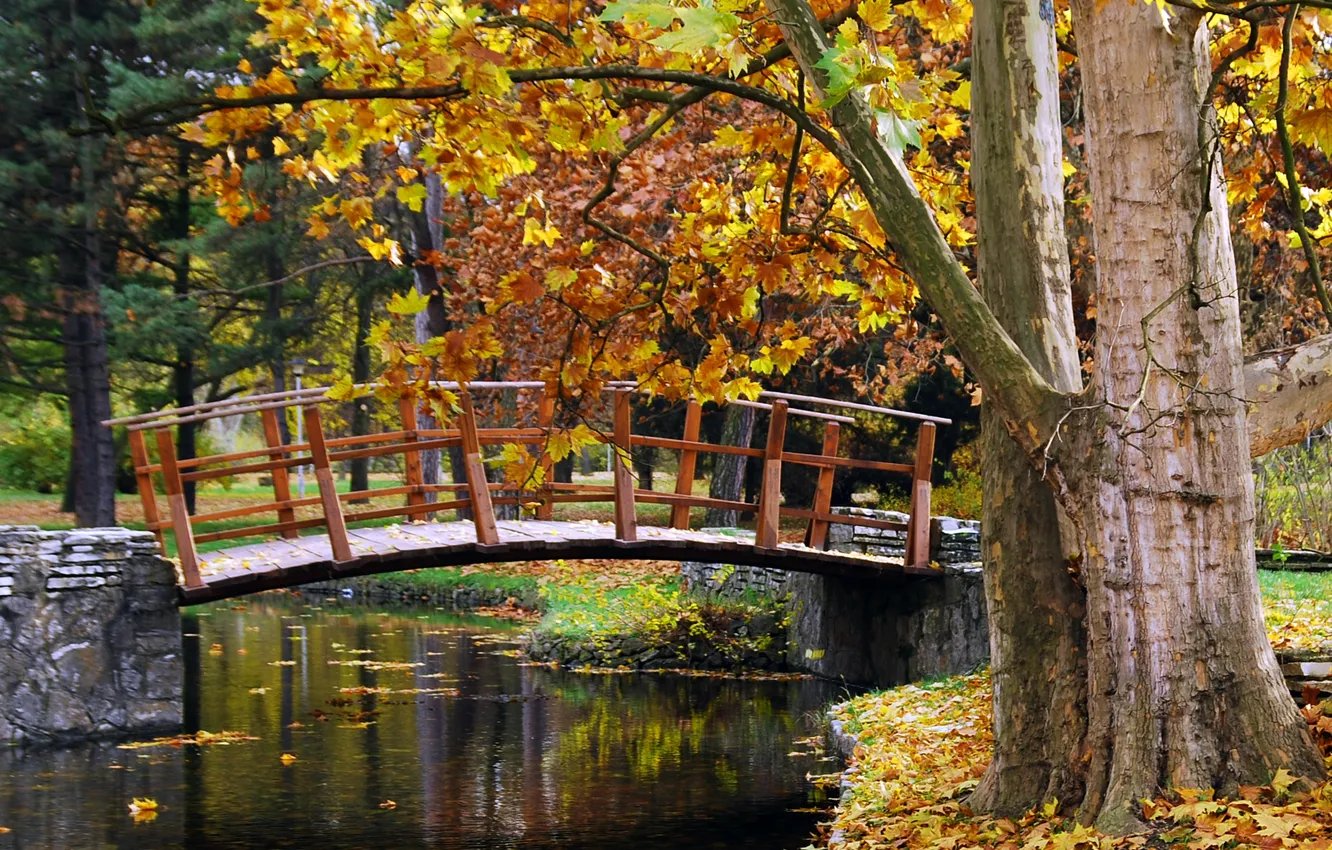 Фото обои осень, деревья, природа, парк, ручей, мостик, trees, nature
