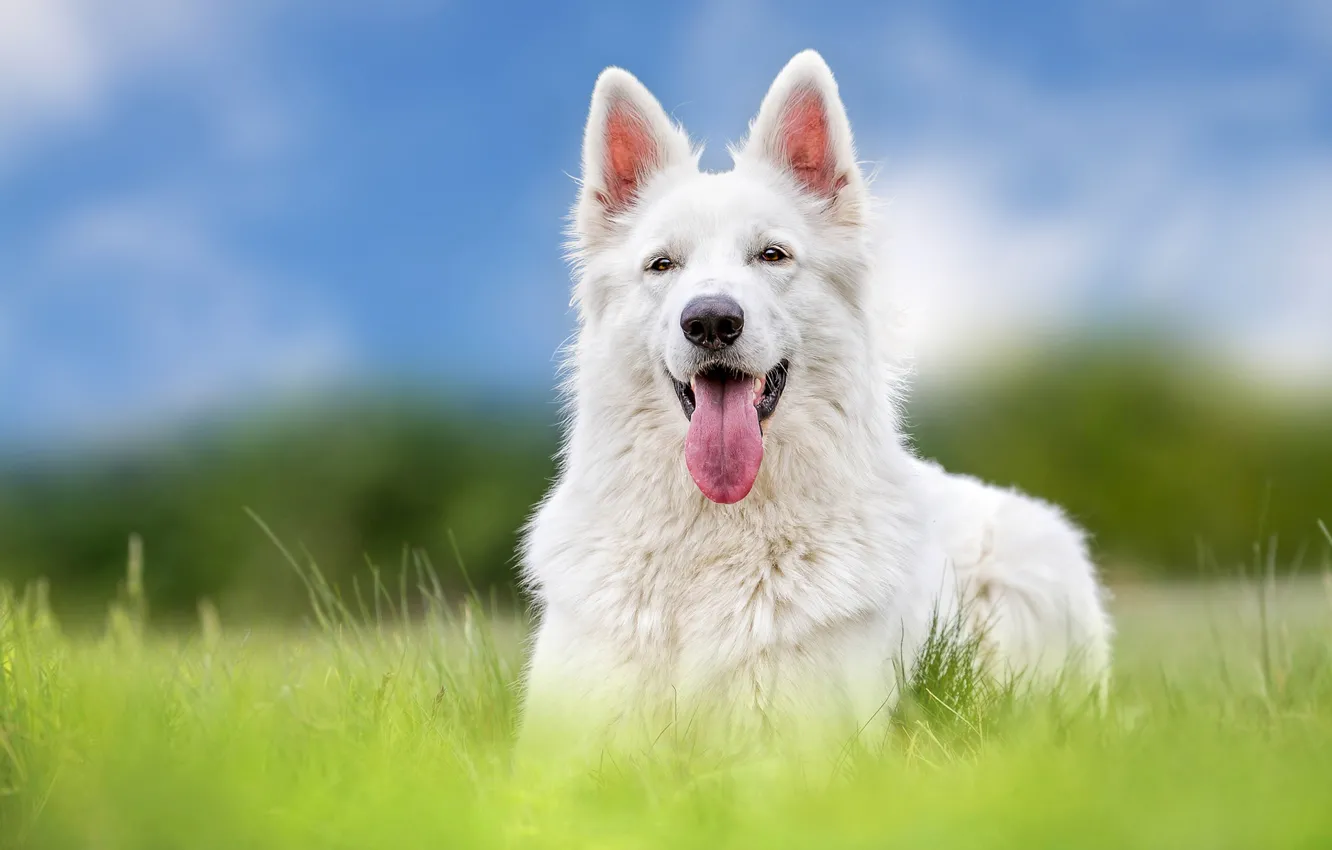 Фото обои язык, собака, овчарка, Белая швейцарская овчарка