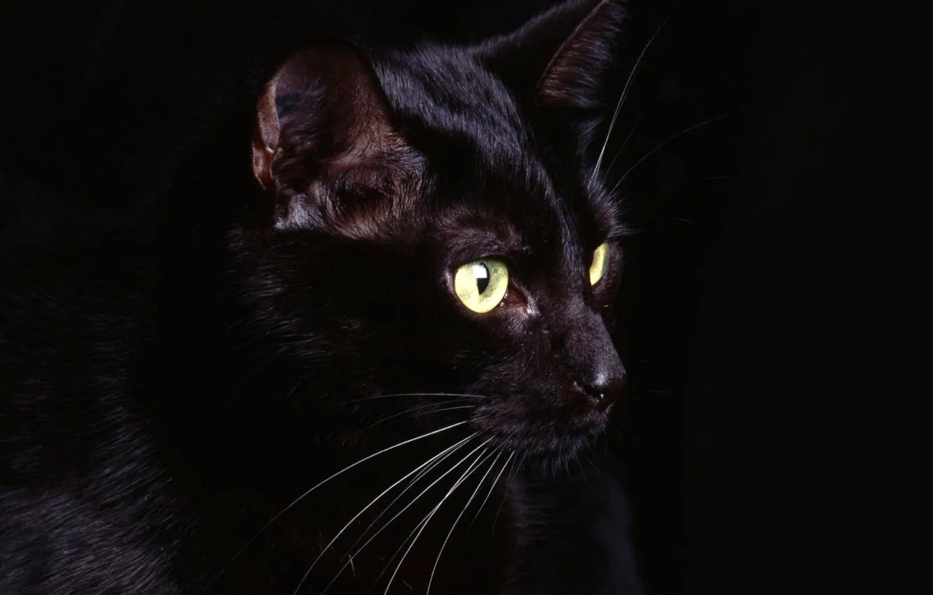 Фото обои глаза, кот, усы, черный, Black, eyes, cat, whiskers
