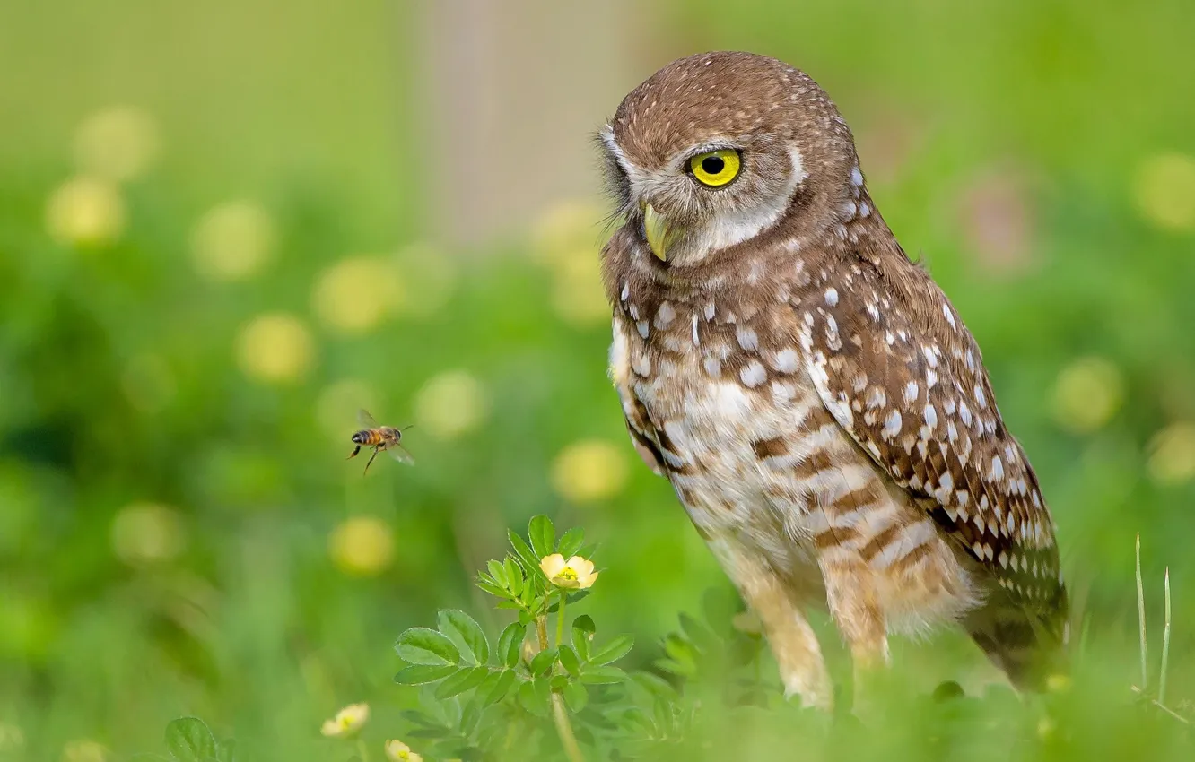 Фото обои nature, birds, Florida, bee, Burrowing Owl