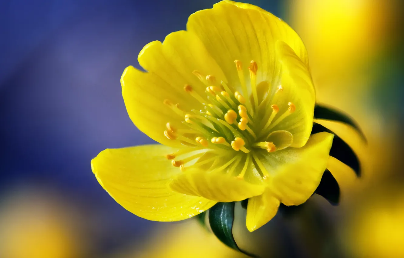 Фото обои цветок, макро, желтый, желтое, фиолетовое