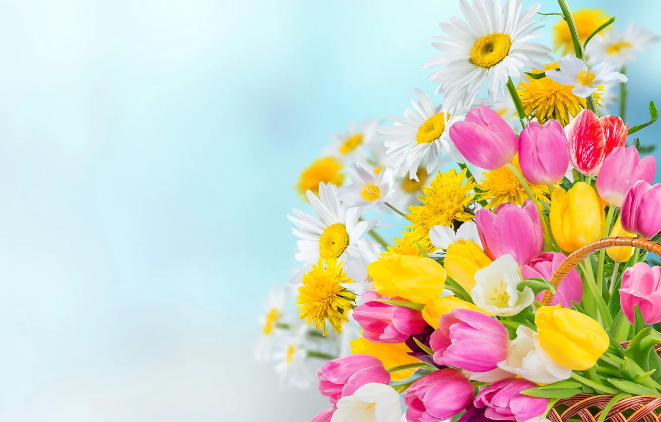 Фото обои цветы, фон, корзина, ромашки, тюльпаны, разноцветные, боке