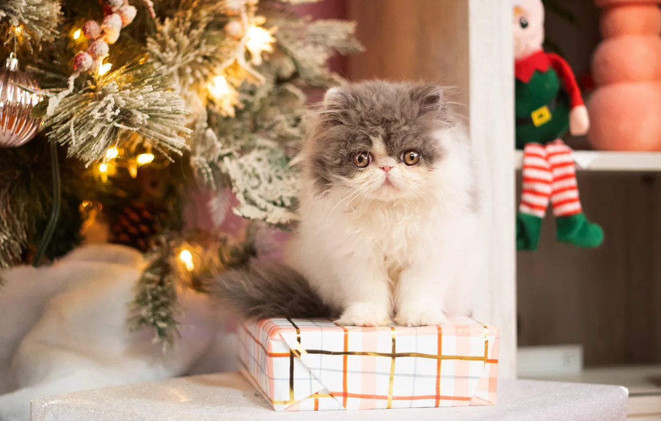 Фото обои кошка, взгляд, огни, поза, котенок, коробка, подарок, игрушка