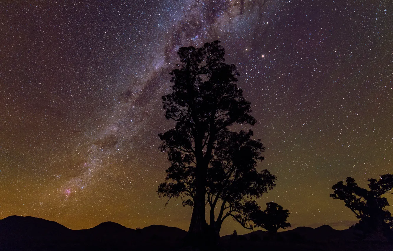 Фото обои звезды, дерево, красота, силуэт, млечный путь