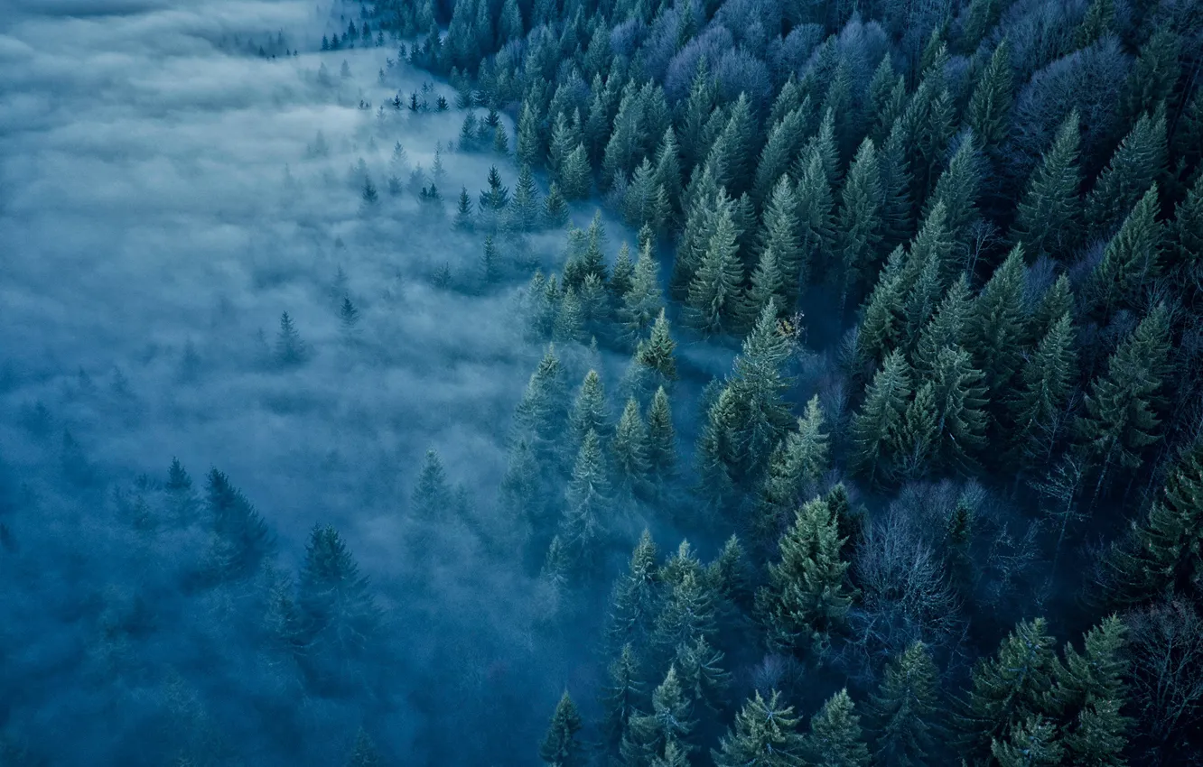 Фото обои лес, деревья, туман, Франция, France, Jura Mountains, Горы Юра, Mont d'Or