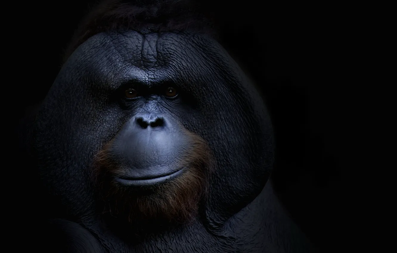 Фото обои фон, обезьяна, orangutang