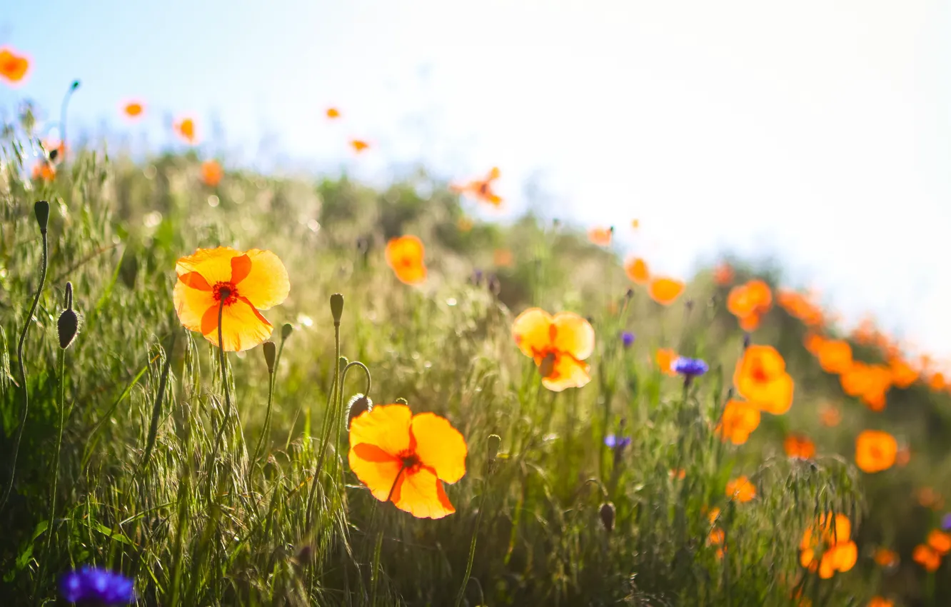 Фото обои grass, field, flowers, spring, poppies, sunny, buds