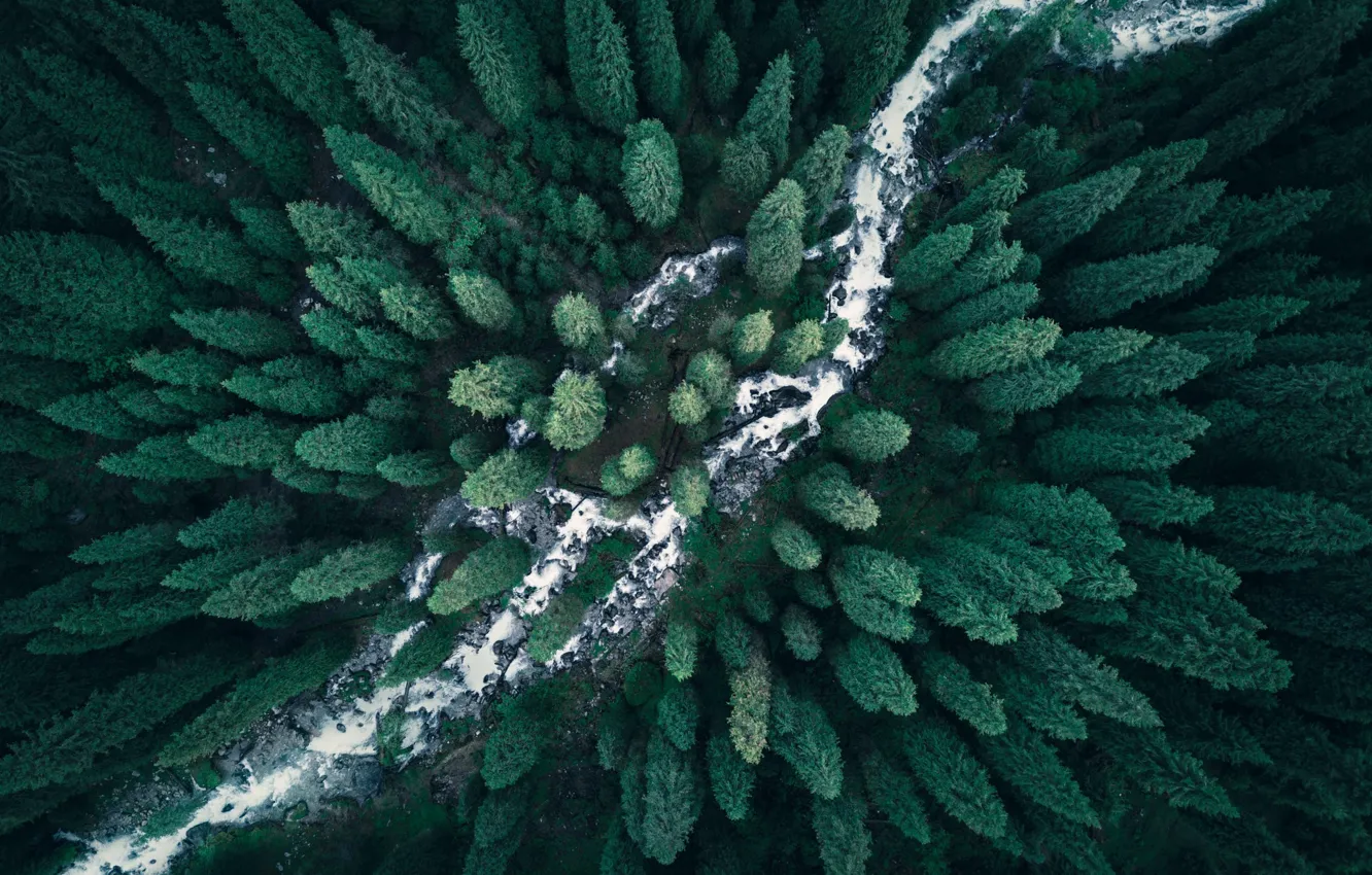 Фото обои лес, деревья, природа, река