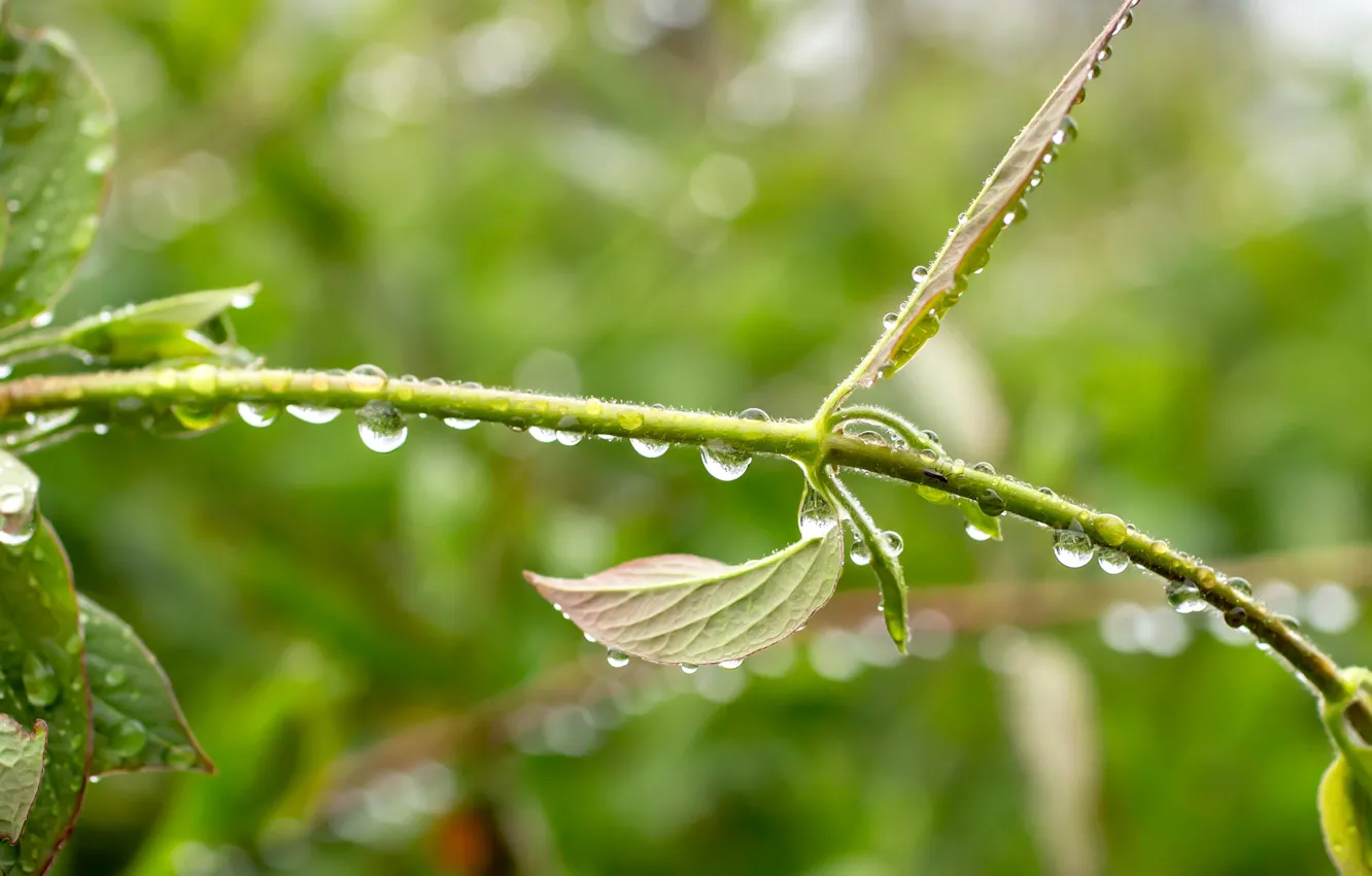 Фото обои капли, дождь, растение, весна