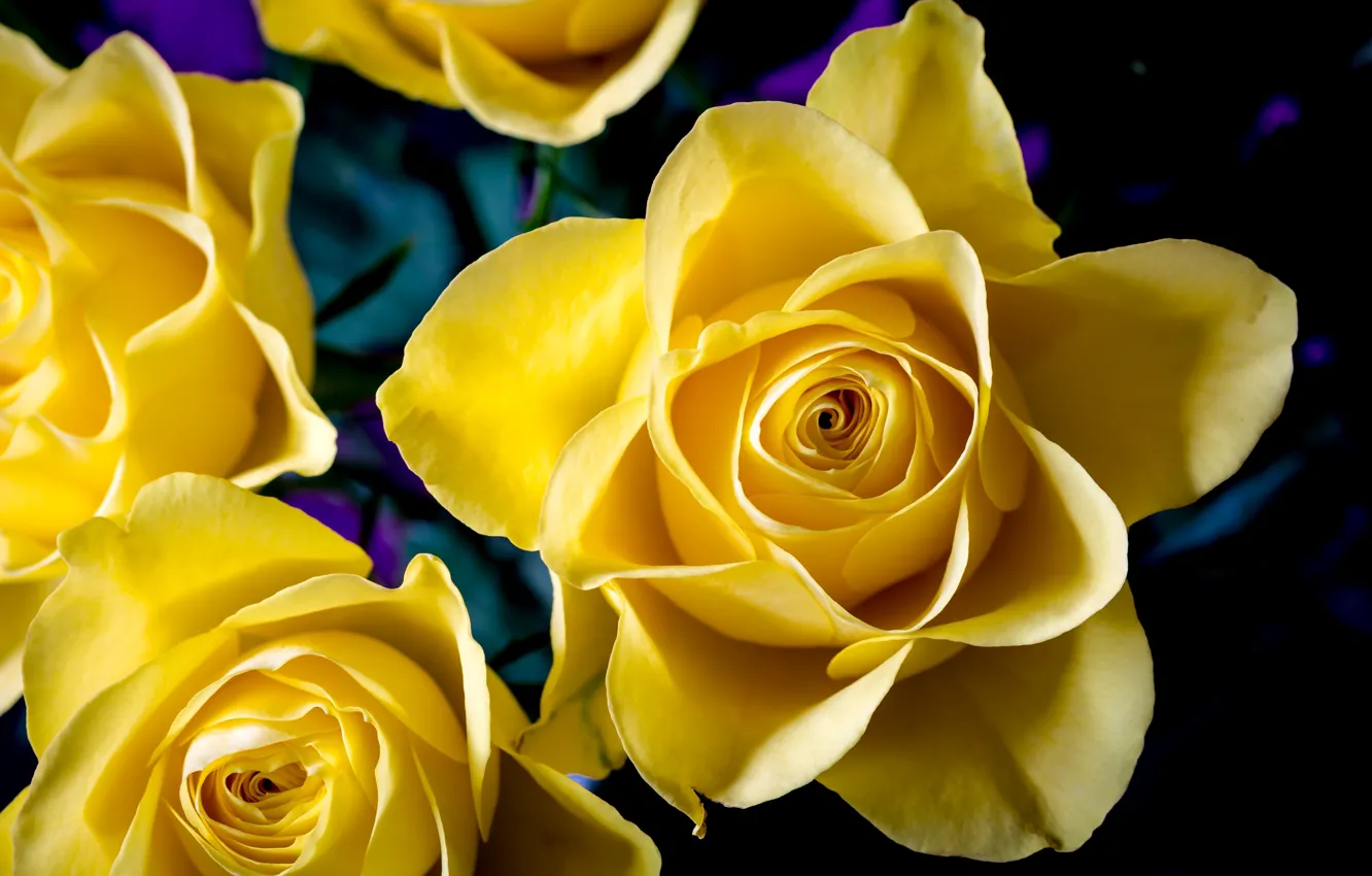Фото обои макро, желтый, розы