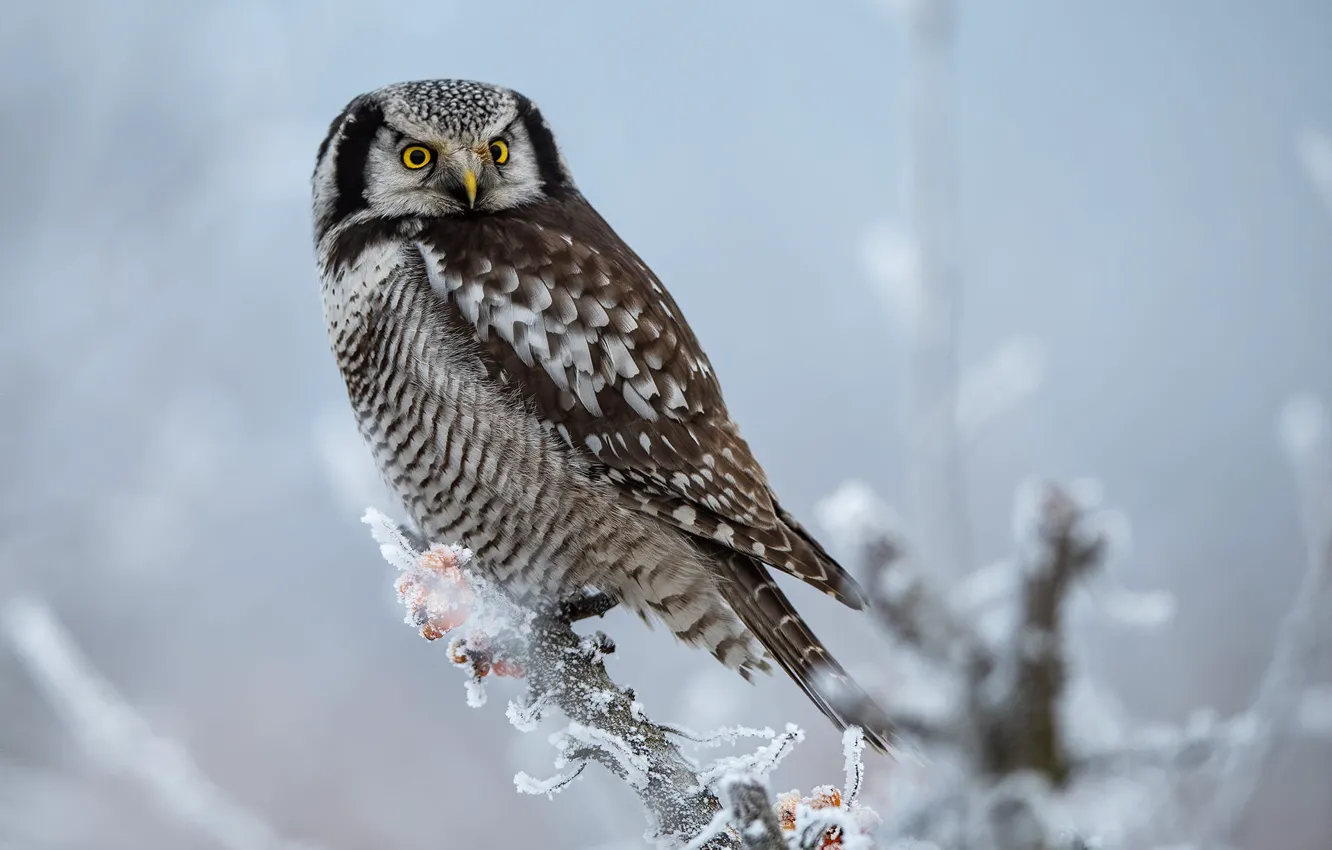 Фото обои зима, иней, взгляд, снег, ветки, природа, сова, птица