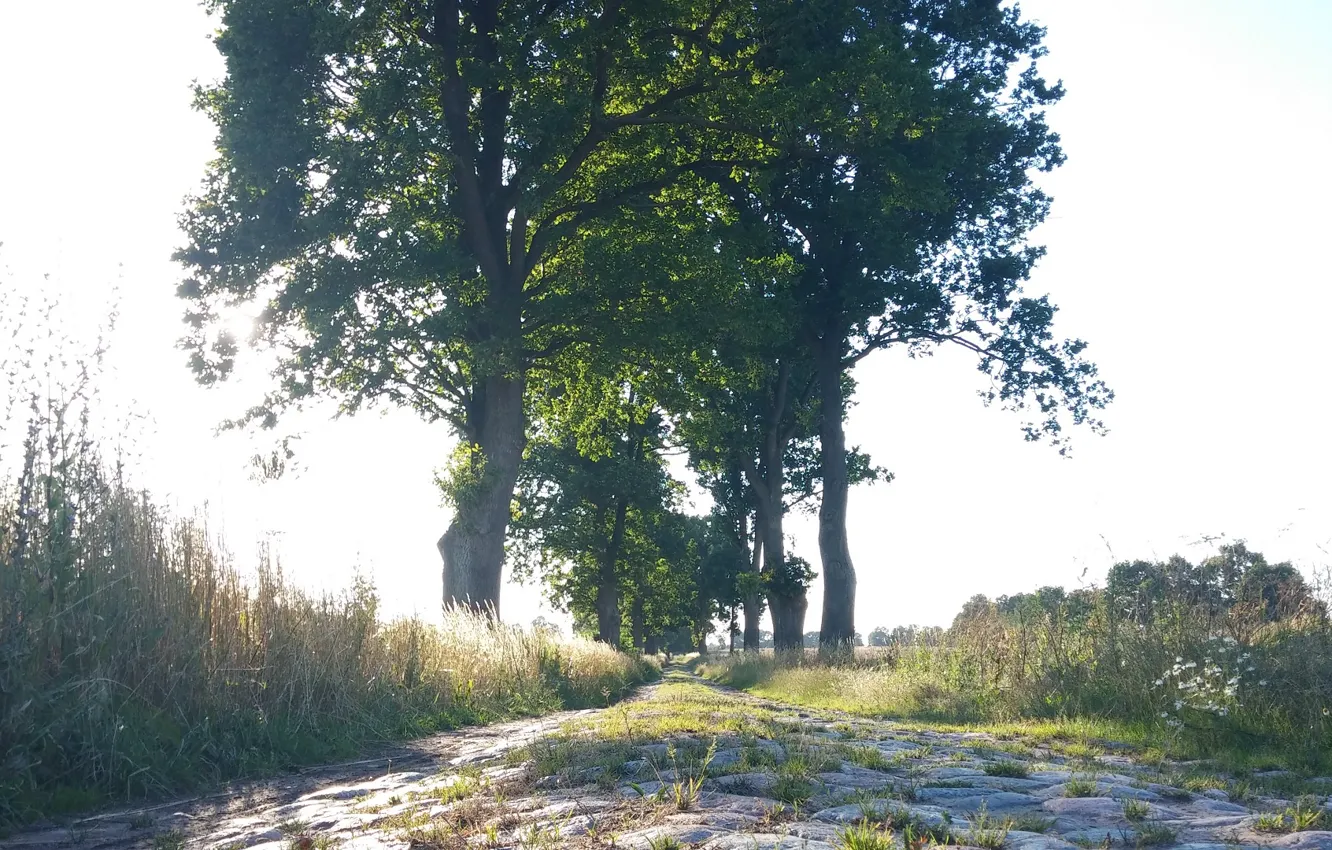 Фото обои road, Trees, Path