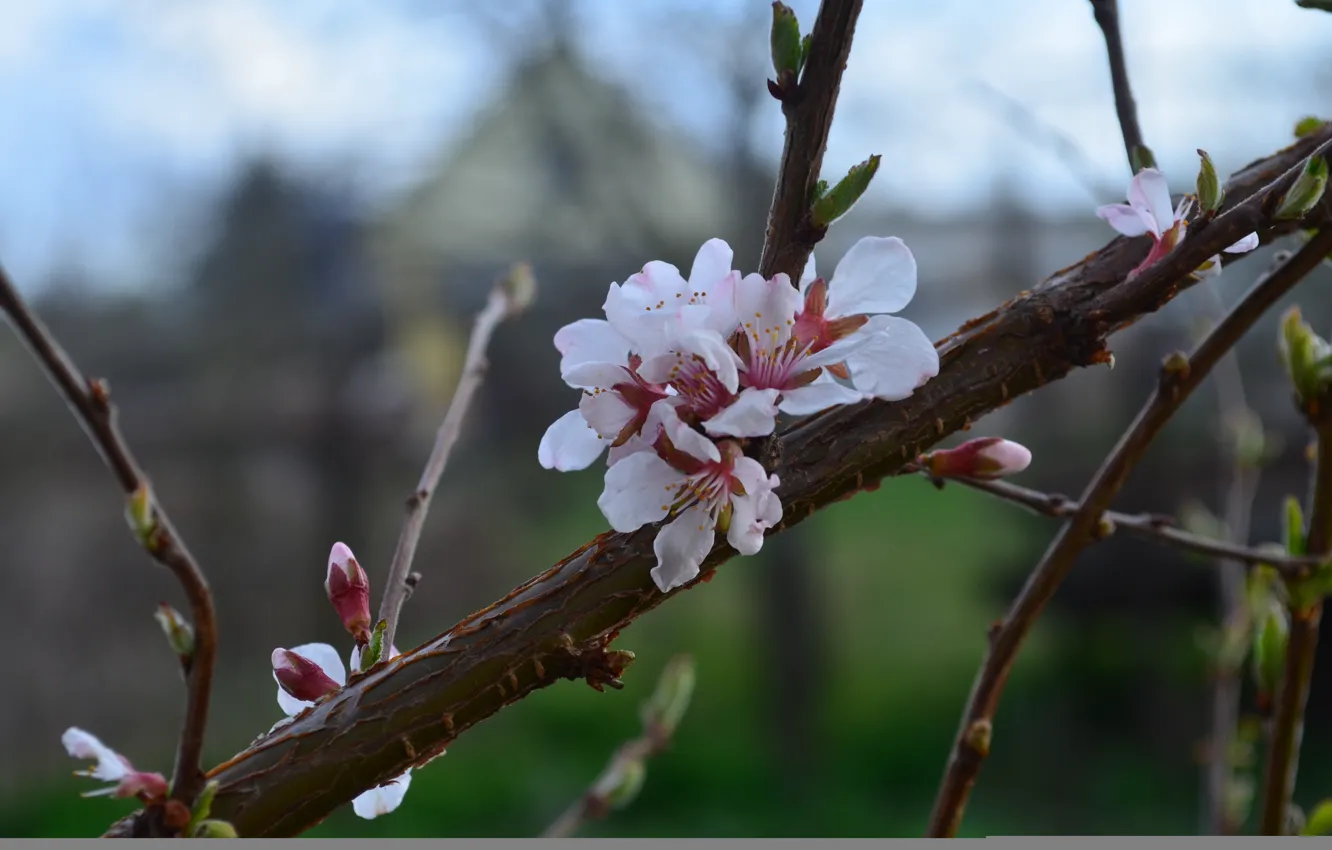 Фото обои цветы, ветки, вишня, лепестки, сумерки, боке