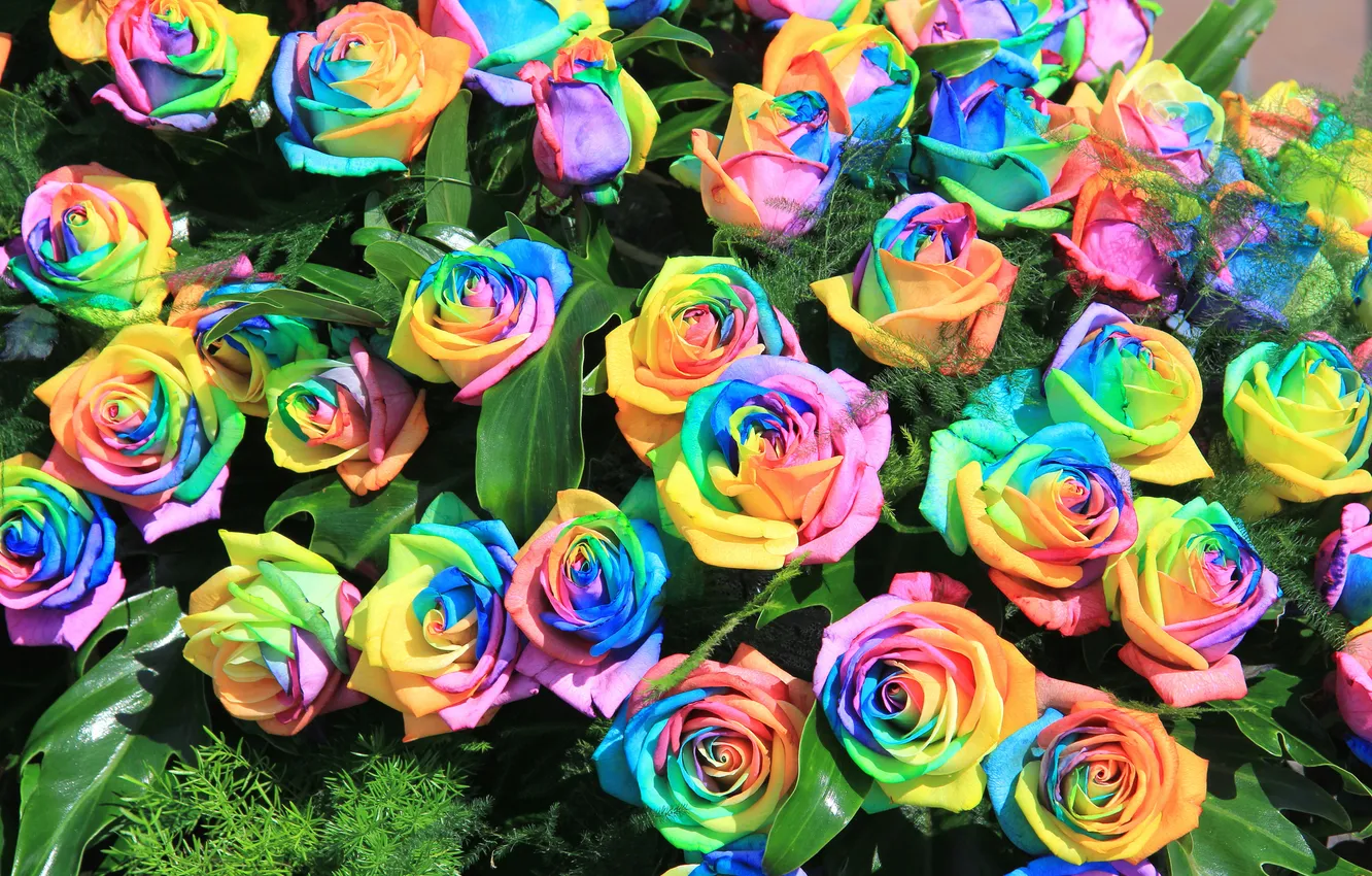 Фото обои розы, радуга, букет, лепестки