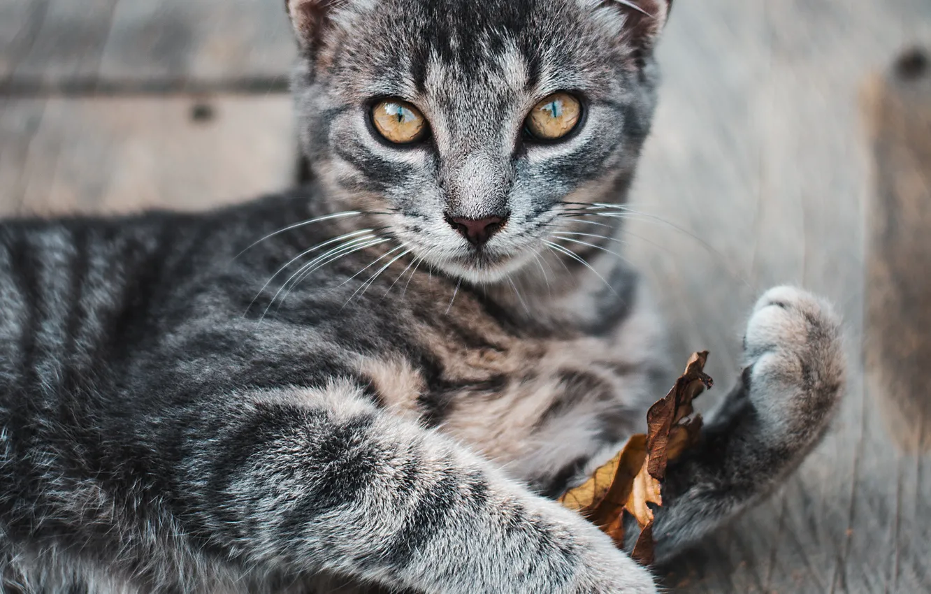 Фото обои кошка, взгляд, котенок, листок