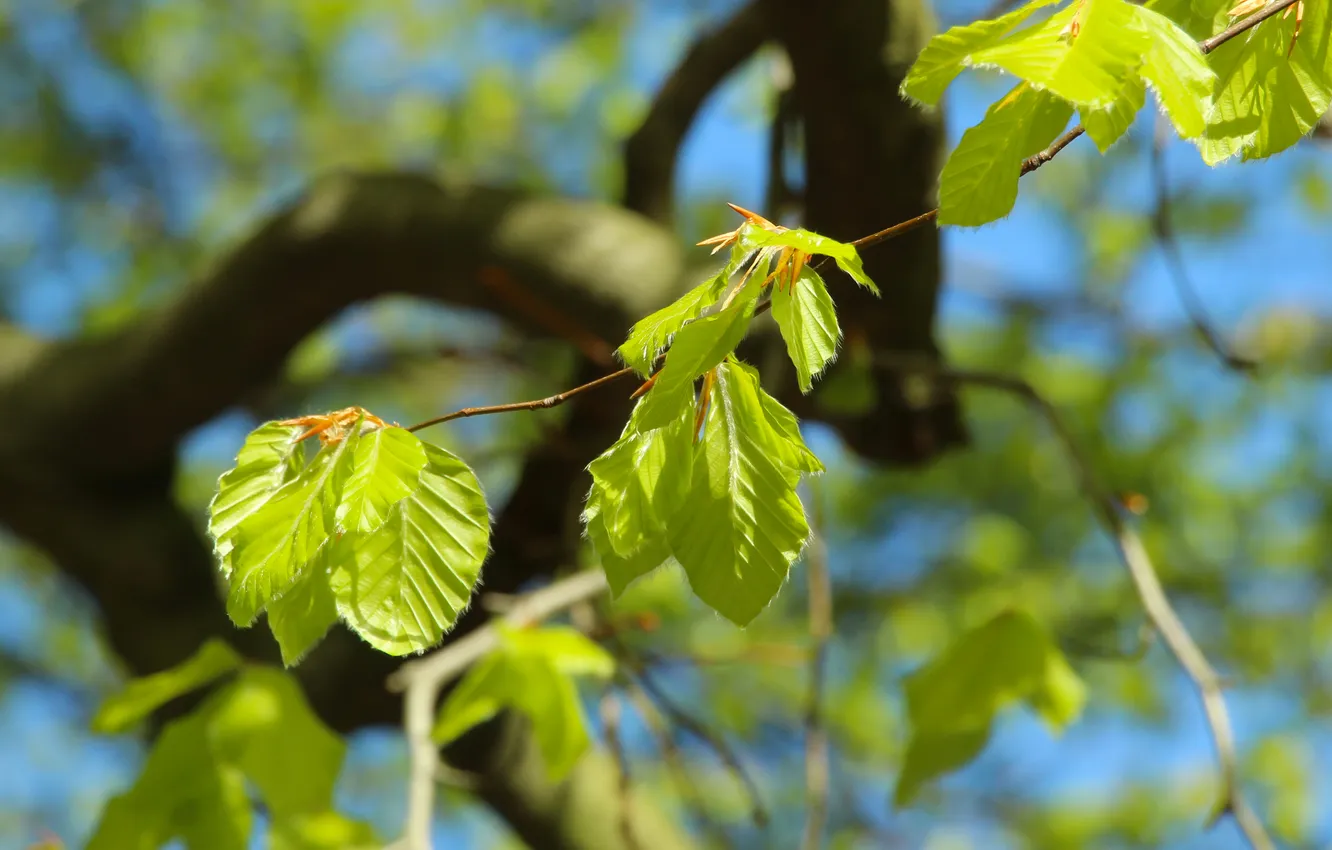 Фото обои green, tree, leafs, spring, twig