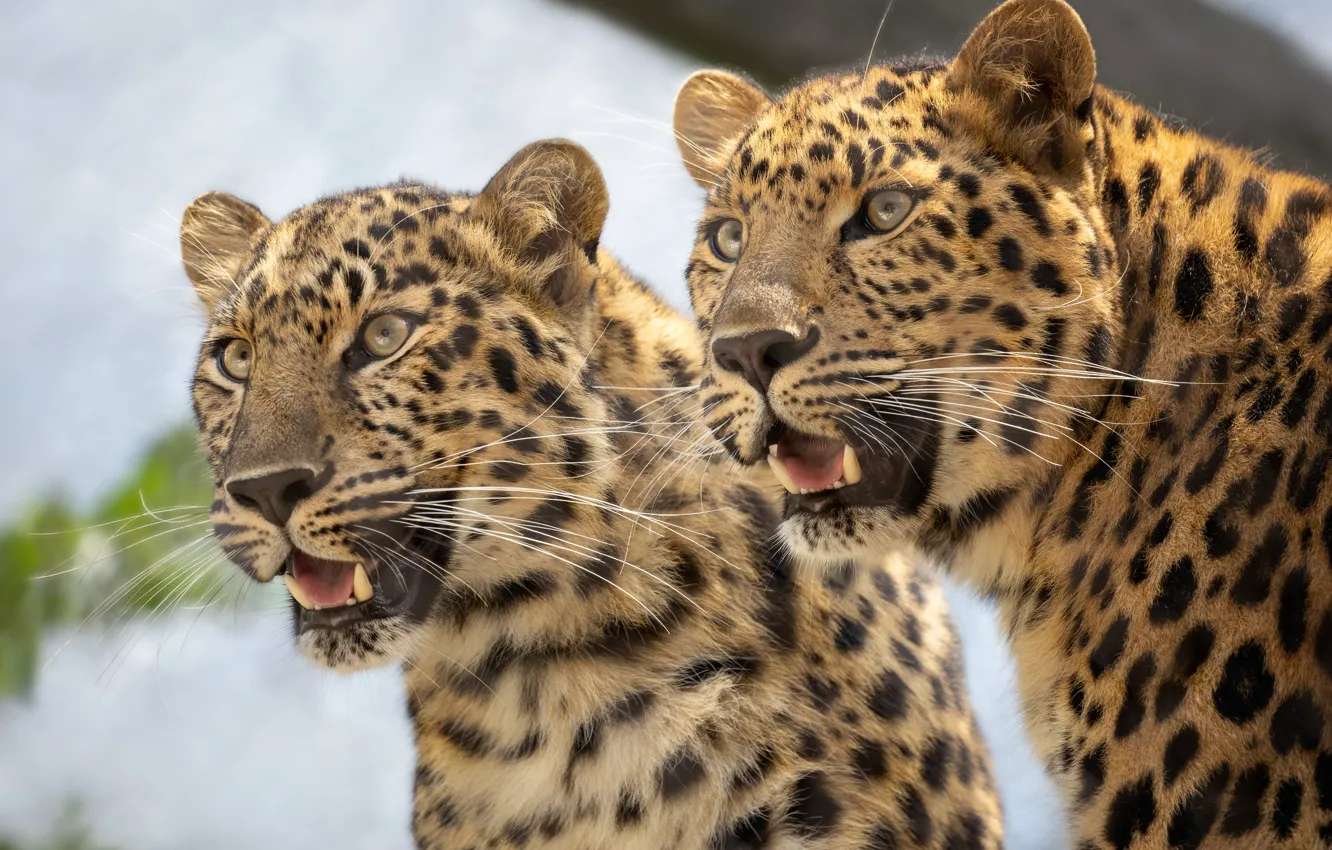 Фото обои дикие кошки, парочка, леопарды, морды, двойняшки