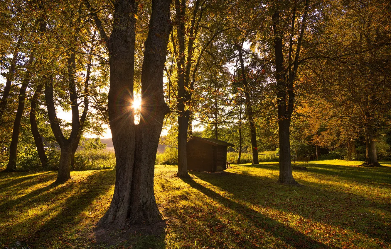 Фото обои осень, солнце, деревья, парк